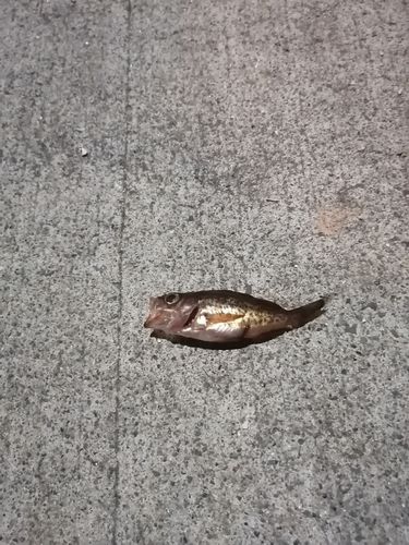 メバルの釣果