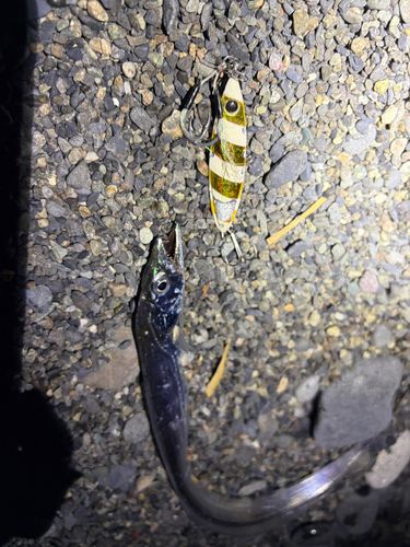 タチウオの釣果
