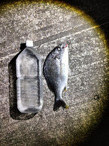 キビレの釣果