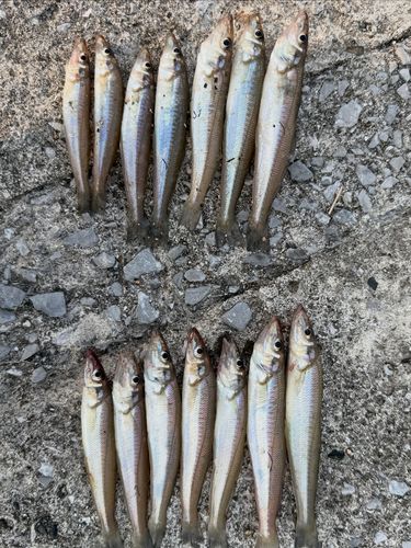 キスの釣果