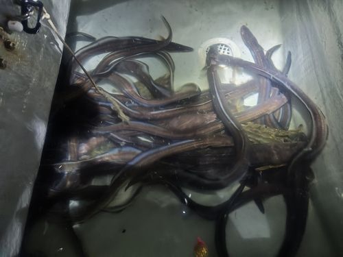 マアナゴの釣果