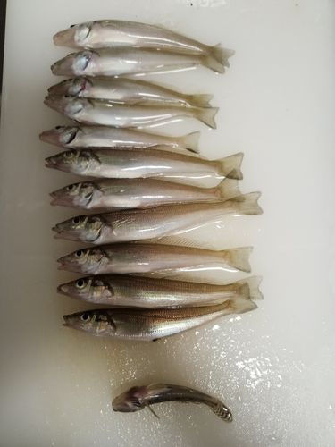 シロギスの釣果