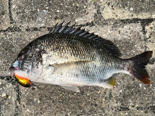 チヌの釣果