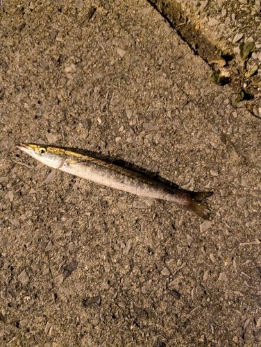 カマスの釣果