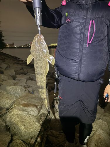 マゴチの釣果