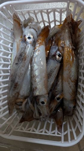 スルメイカの釣果