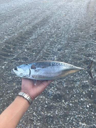 ソウダガツオの釣果