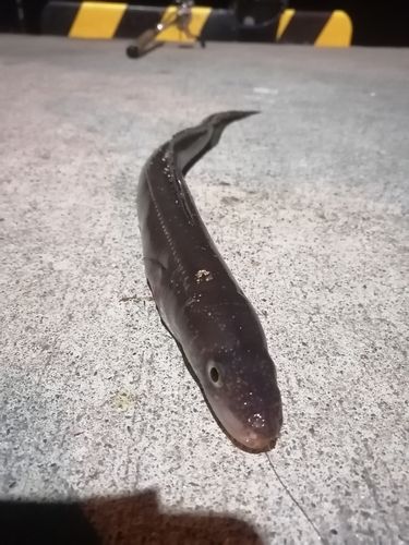 アナゴの釣果