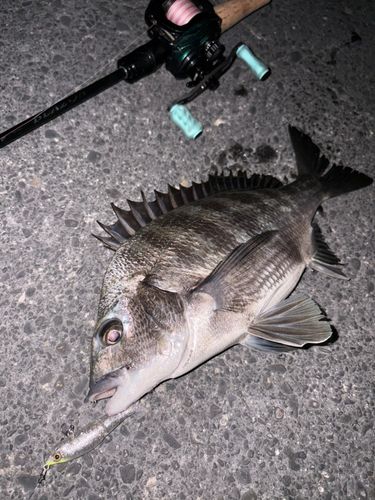 クロダイの釣果