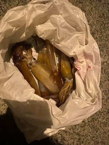 スルメイカの釣果