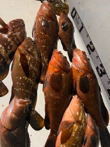 キジハタの釣果