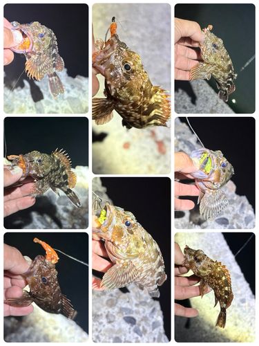 カサゴの釣果