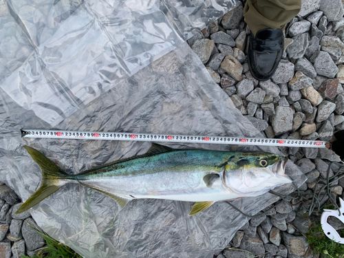 イナダの釣果