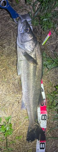 シーバスの釣果