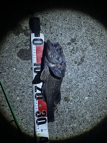 クロソイの釣果