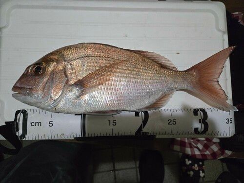 タイの釣果