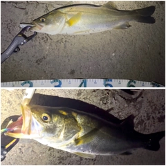 スズキの釣果