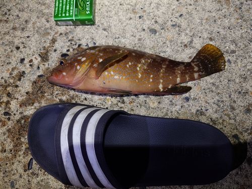 キジハタの釣果