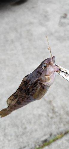 アイナメの釣果