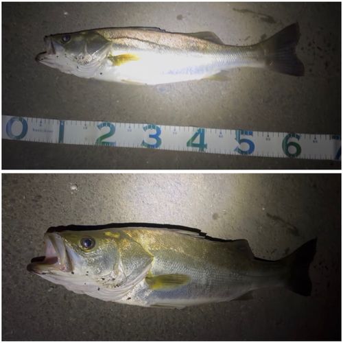 スズキの釣果