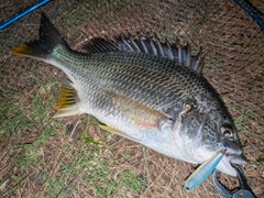 キビレの釣果