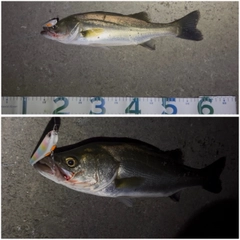スズキの釣果