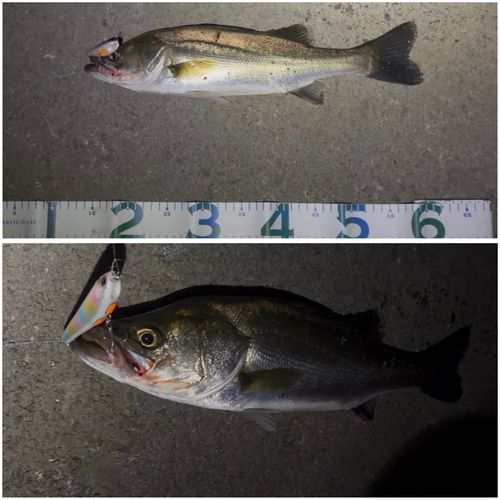 スズキの釣果