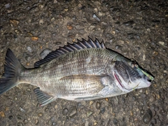 チヌの釣果