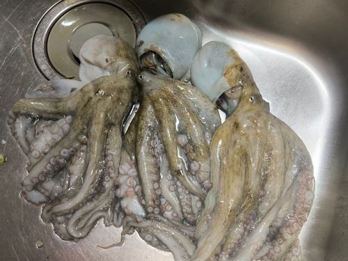 マダコの釣果