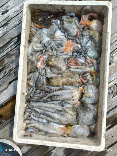 マダコの釣果