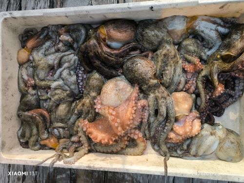 マダコの釣果