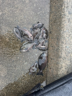 グレの釣果