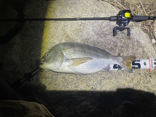 チヌの釣果