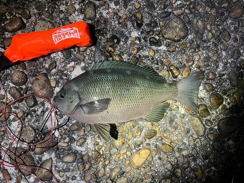 メジナの釣果