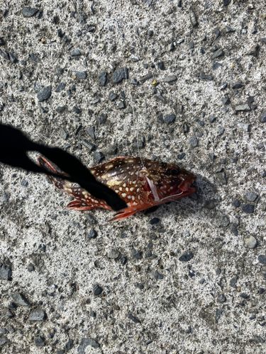 オニカサゴの釣果