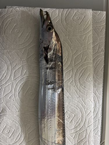タチウオの釣果