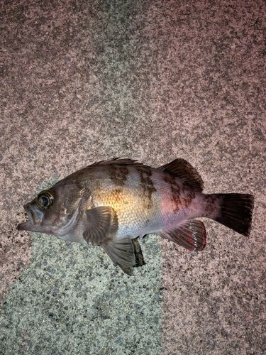 メバルの釣果
