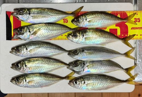 アジの釣果