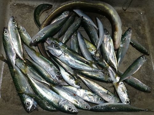 サバの釣果