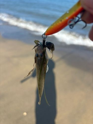 ハゼの釣果