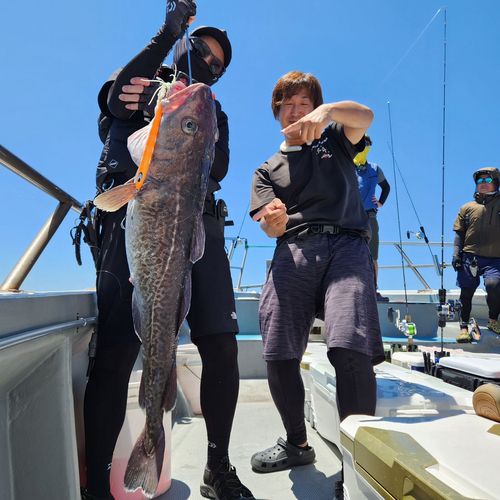 マダラの釣果