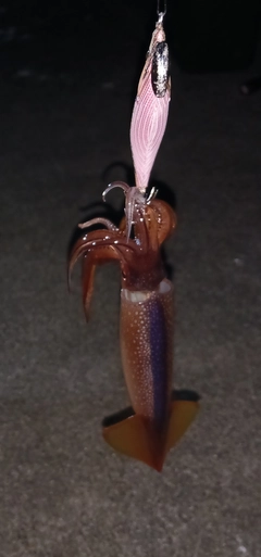 スルメイカの釣果