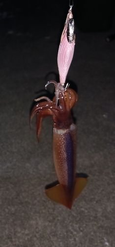 スルメイカの釣果
