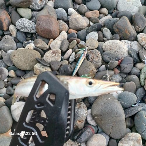 カマスの釣果