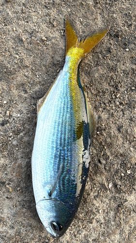 千葉県で釣れたアオリイカの釣り・釣果情報 - アングラーズ | 釣果600