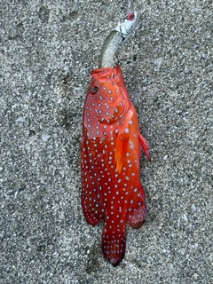 ユカタハタの釣果