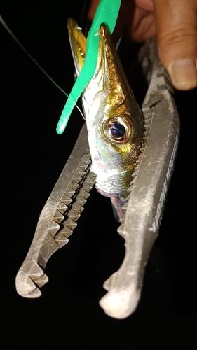 カマスの釣果