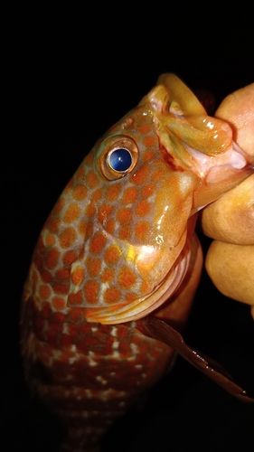 アコウの釣果