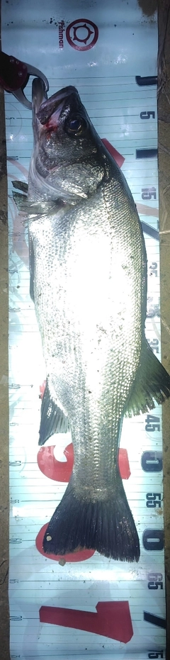 ヒラスズキの釣果