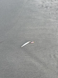 カマスの釣果